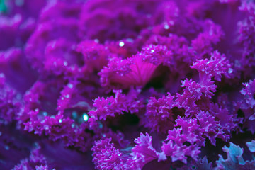 Pink decorative cabbage with dew drops on a flower bed close up