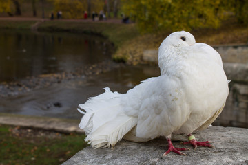 White pigeons on the parapet in the Park on an autumn day