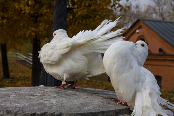 White pigeons on the parapet in the Park on an autumn day