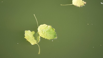 leaves on water