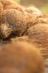 Closeup fresh brown coconuts on the ground