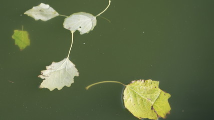 leaves on water