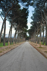 Fototapeta na wymiar abandoned road surrounded by trees