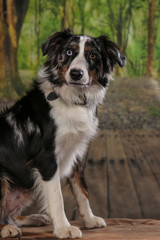 Dogs shot in Studio on black and natural backgrounds. Posing and portrait shots of dogs