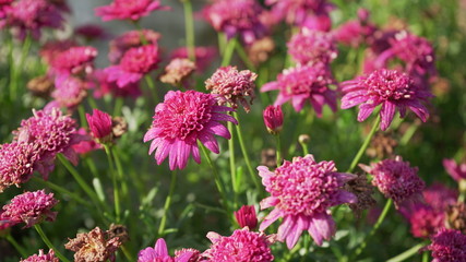 pink flowers