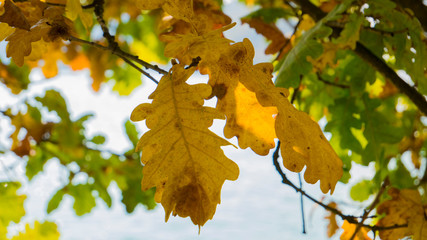 yellowed leaves on a tree in autumn