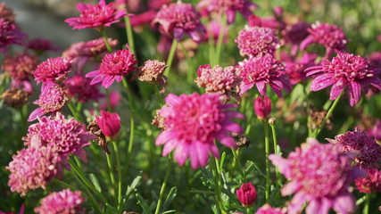 pink flowers