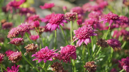 pink flowers