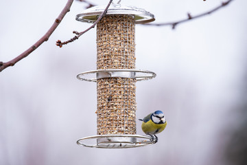blaumeise an einer futtersäule mit körner für wintervögel an einem baum im kalten winter