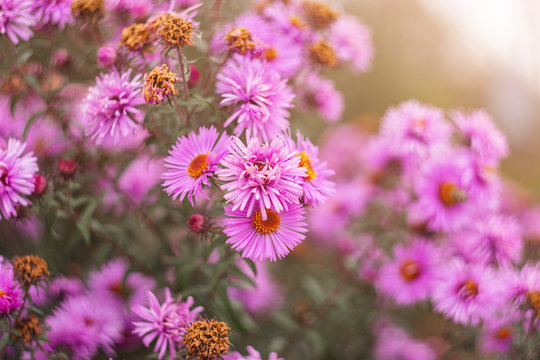 vintage background little lilac flowers, nature beautiful, toning design autumn nature, sun plants