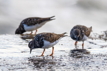 Three Ruddy Turnstone's Searching for Food