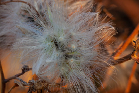 Fluffy flower among dry leaves