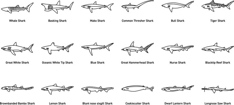 Set of Shark Icons and Illustrations