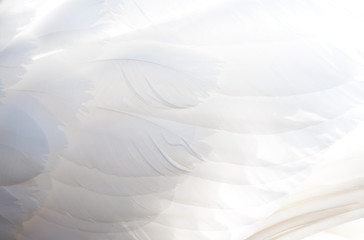 Obraz premium White plumage of swan