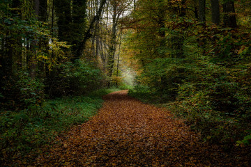 Obraz premium Waldweg im Naturwald