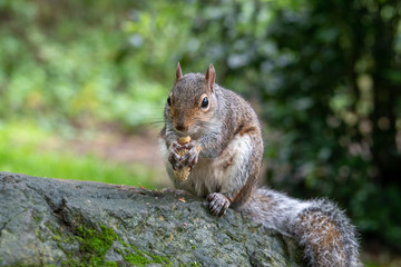 Obraz premium Beautiful Grey Squirrel Feeding on a Log