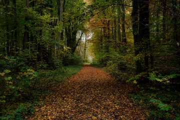 Obraz premium Leśna ścieżka w naturalnym lesie