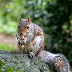 Naklejka na ściany i meble Beautiful Grey Squirrel Feeding on a Log