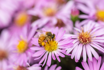 Honeybee (Apis mellifera) gathering pollen and nectar on a pink aster flower