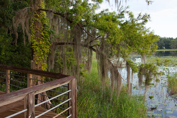 Boardwalk through Cypress, Lake Henderson, Inverness, Florida
