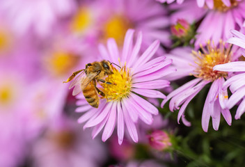 Honeybee (Apis mellifera) gathering pollen and nectar on a pink aster flower
