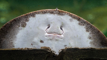 Stingray Peering over a Glass Tank