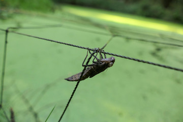 leere hülle einer dunklen Larve einer Libelle im larvenstadium im grünen Wald am türkisen Wasser am Draht festhalten