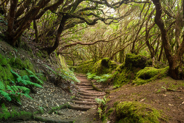 The path of the enchanted forest Park of Anaga, tenerife island
