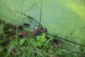 leere hülle einer dunklen Larve einer Libelle im larvenstadium im grünen Wald am türkisen Wasser am Draht festhalten