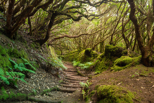 The path of the enchanted forest Park of Anaga, tenerife island