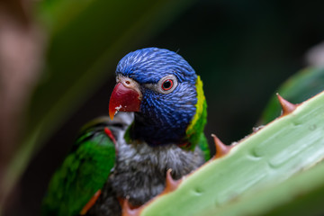 Colourful Rainbow Lorikeet Peeking Behind a Spikey Plant