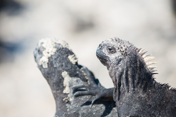 Two black iguanas, one in profile and the other one blurred, Galapagos, Ecuador