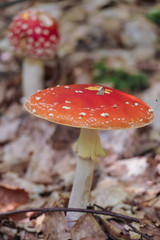 Pilz im herbstlichen Wald