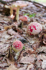 Pilz im herbstlichen Wald