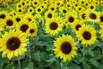 Beautiful field of yellow colorful sunflower and bee