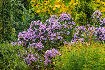 Obraz premium Purple flowers in a park next to bright green shrubs and yellow foliage. Flower carpet in the garden on a warm sunny day.