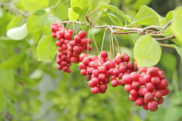 Red fruits of schisandra growing on branch in row. Schizandra on liana in garden