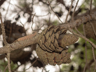 Insecto, oruga, arrastrándose en la rama de un árbol con piñas en el Cabo de Kamenjak, 