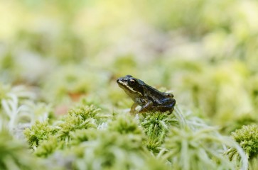 Young Moor Frog (Rana arvalis) in moss