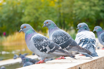 gray pigeons sit on the concrete path