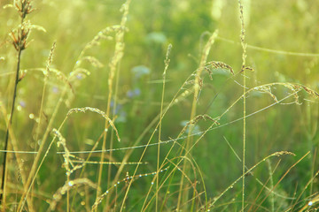 Summer landscape with field of grass and cobwebs in sun light at dawn