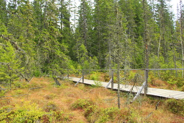 Wooden bridge over swamp in dense forest