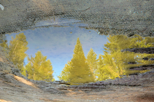 Herbstliche Nadelbäume oder Wald mit blauem Himmel im Spiegelbild einer Pfütze auf schlammigem Boden