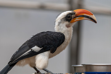Von Der Deckens Hornbill Feeding
