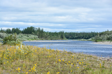 Fototapeta na wymiar Northern taiga river in the Polar Urals.