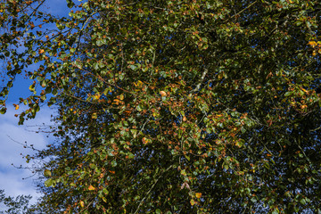 Beech tree with autumnal colours on the leaves