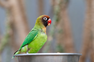 Beautiful Green lovebird Eating Food