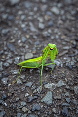カマキリ