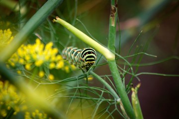 A portrait of the caterpillar of a koninginnenpage butterfly on a green branch between some yellow flowers.
