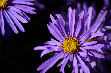 Fototapeta premium Close-up of purple glowing asters with yellow pollen blooming against a dark background with open space
